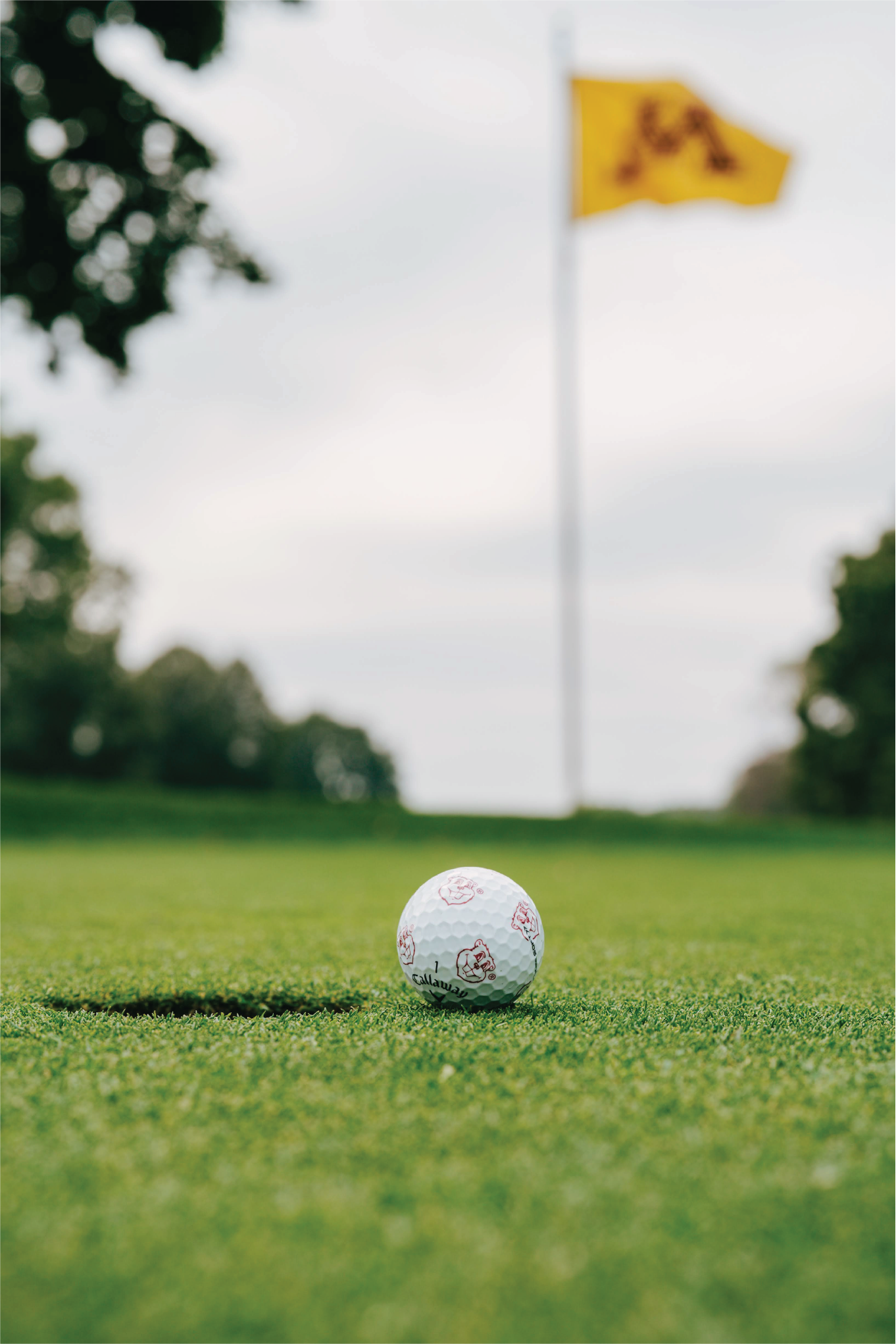 golf ball on grass with Goldy heads with out of focus flag with maroon M in background
